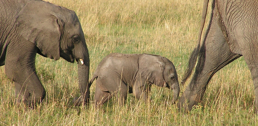 elephant