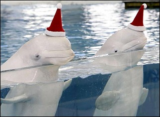 belugas santa-091612