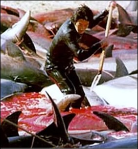 taiji-1-040813