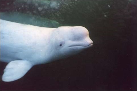 Beluga Death Calls Aquarium's Import Permit into Question