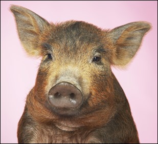 shutterstock_pig-1-061115-145318498